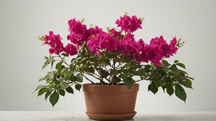 Small Bougainvillea Bush with Magenta Flowers in a Terracotta Pot Isolated Against a Soft White Background in Natural Lighting
