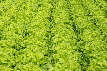 Vegetables grown using hydroponics. The concept of farming with technology.