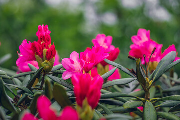 pink flowers in a garden