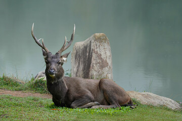 deer adult male in the forest