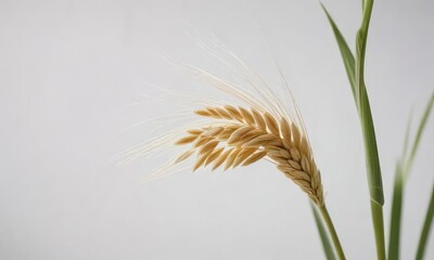 Fototapeta premium Detail shot of a single barley ear against a crisp white background, barley, landscape, food