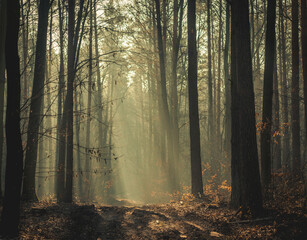Fototapeta premium wet muddy magical deciduous coniferous forest, trees, wood in the morning in the fog, sunlight shining through the trees