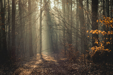 Obraz premium wet muddy magical deciduous coniferous forest, trees, wood in the morning in the fog, sunlight shining through the trees