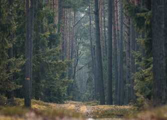 forest in the morning