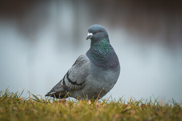 pigeon on the grass