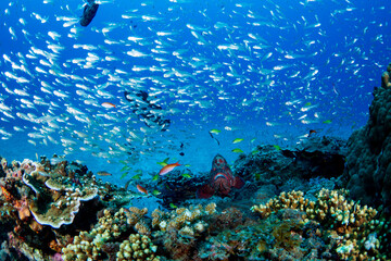 小笠原　スカシテンジクダイの群れ