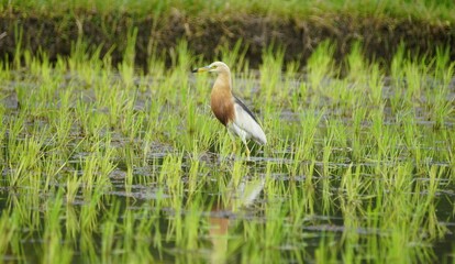 A reddish-brown Javan Pond Heron stands amidst a field of vibrant green rice seedlings, with its reflection mirroring its elegant posture in the still water.
