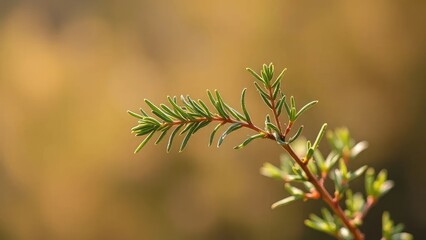 A solitary sprig of rosemary sways in the breeze, delicate, sway