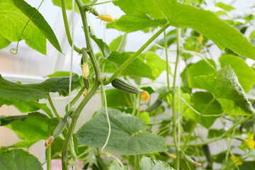 The ovaries of small cucumbers with flowers grow in a greenhouse. Organic farming.