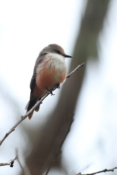 photo of Pyrocephalus obscurus in its natural environment