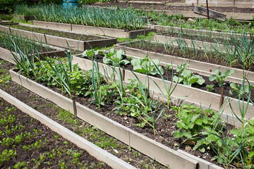 Organic vegetable garden: beds with carrots, strawberries, garlic, cabbage and other vegetables.