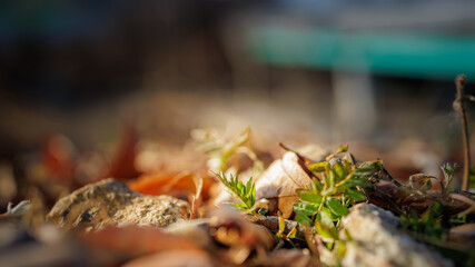 A close-up shot of spring coming as buds sprout on a dry meadow.