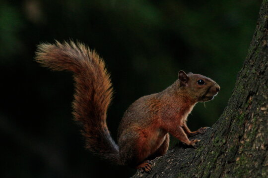 Photo of a tropical squirrel in its natural environment