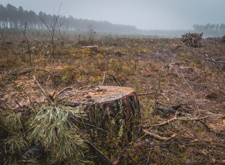 forest clearing, peat bog, view of cut down trees in a coniferous and deciduous forest in the morning on a foggy spring day, safe earth ecology, fauna, flora, greenery, forest industry
