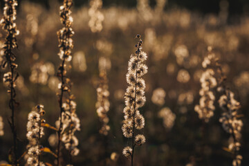 Plants on a meadow in Gmina Lochow, Mazowsze region of Poland