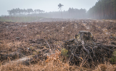 forest clearing, peat bog, view of cut down trees in a coniferous and deciduous forest in the...