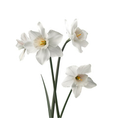 Elegant White Daffodils Dark Background Spring Flowers Nature Beauty,