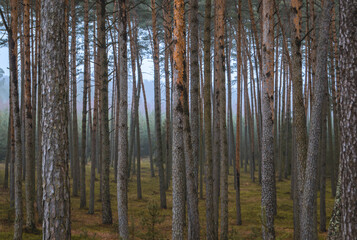 Obraz premium forest in autumn