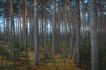 Fototapeta premium forest in the morning