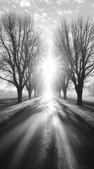 Obraz premium Sunbeams through trees on a misty road.