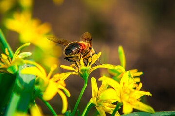 bee on yellow flower
