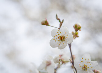 fruits, flowers, leaves on the tree on a white blurry background, the beginning of spring