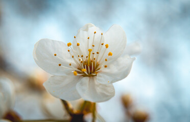 fruits, flowers, leaves on the tree on a white blurry background, the beginning of spring