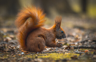 brown squirrel animal on a spring day in the city park while having a meal on the green grass