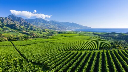 Naklejka premium Expansive Green Fields Overlooking Ocean and Mountains in a Picturesque Landscape Capturing Nature's Beauty Amidst Vibrant Agriculture and Scenic Views