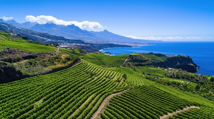 Fototapeta premium Lush Green Vineyard Overlooking Coastal Landscape with Mountains and Blue Sky in Beautiful Scenic View of Nature and Agriculture, Perfect for Travel and Food Themes