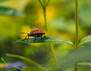 spider on a leaf