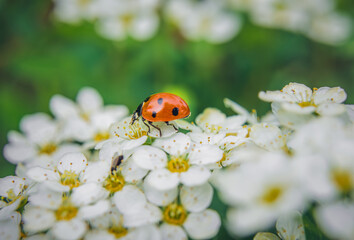ladybug on daisy flower © Adam