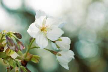 Weisse Apfelbaum-Blüten an einem Ast