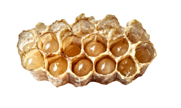 Close-up of Bee Eggs in Honeycomb Cells Isolate on Transparent Background, cutout, png