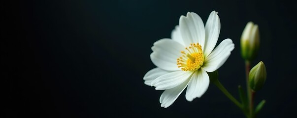 Obraz premium A delicate white flower blooms on a dark background, flower, isolated