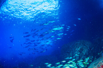 マグロ穴のイソマグロ　小笠原　東京都