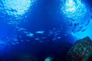 マグロ穴のイソマグロ　小笠原　東京都