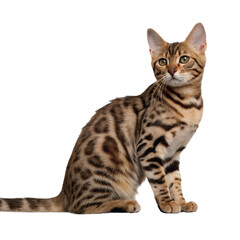 Obraz premium Portrait of a bengal cat sitting Isolated Trasnparent Background, Png Isolated, Trasnparent Background