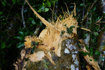 Heavy rain and strong winds caused large trees to fall and block traffic.