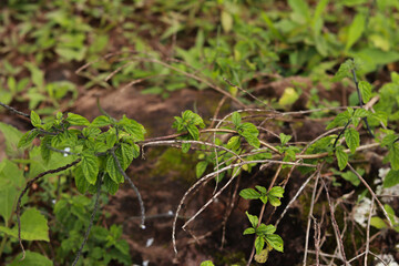 Close-Up of Green Plant Leaves in Natural Setting