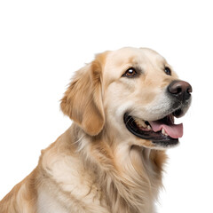 Golden retriever dog smiling Isolated Trasnparent Background, Png Isolated, Trasnparent Background