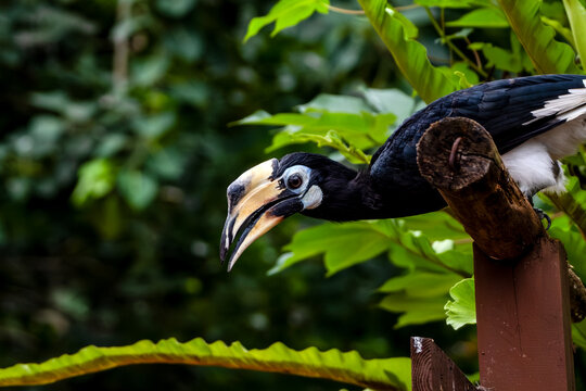 Rangkong Bird one of the Indonesian Papuan birds