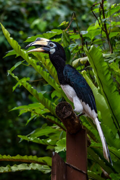Rangkong Bird one of the Indonesian Papuan birds