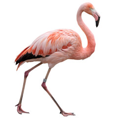Obraz premium Portrait of a pink flamingo standing Isolated Trasnparent Background, Png Isolated, Trasnparent Background