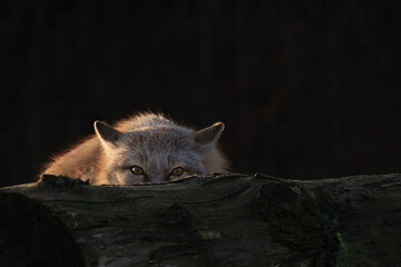 Fox looks over a tree trunk