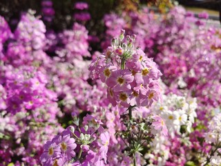 Purple colour of Fairy Primrose or Primula Malacoides flower blooming in the flower beds plant for the winter and early spring season.