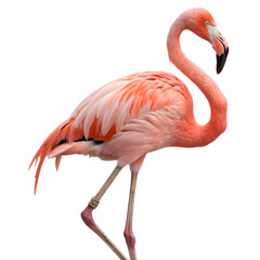 Obraz premium Portrait of a pink flamingo standing Isolated Trasnparent Background, Png Isolated, Trasnparent Background