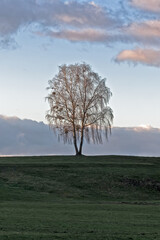 Single silver birch tree in front of a cloudy sky in autumn with mistletoe