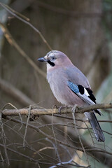 Eurasian jay sitting on a branch