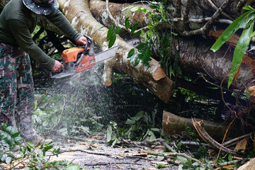 Heavy rain and strong winds caused large trees to fall and block traffic.